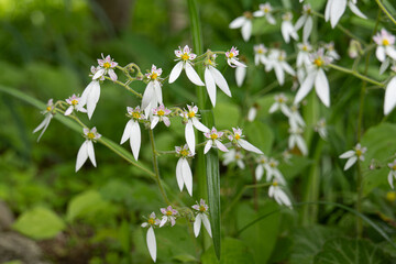 ユキノシタの繊細な花々