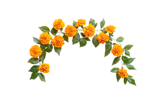 Orange and red marigold flowers frame isolated on transparent background. Chinese mid autumn festival or toran Indian traditional Diwali decoration. Symbol of mexican holiday Day of dead png