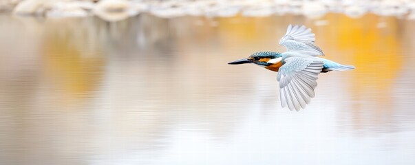 A bird in flight above a calm water surface with autumn colors in the background.