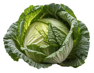 Fresh Green Cabbage Isolated on Transparent PNG Background.