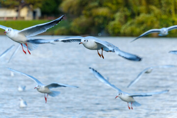 湖の上を舞うカモメたち