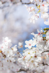 Closeup of white cherry blossom  © Jiwon Lee