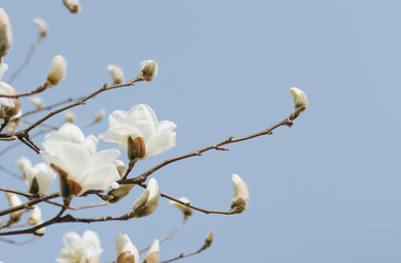 branch of a white magnolia blossom flower