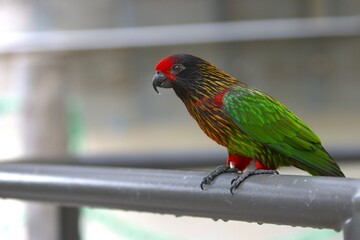 red and green parrot