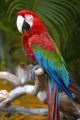 blue and red  macaw