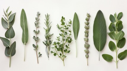 The natural elements include various herbs, leaves, and sprigs, such as eucalyptus, rosemary, lavender, and sage.