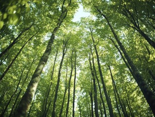 Fototapeta premium A serene view from the forest floor looking up at tall trees with lush green leaves and a clear blue sky, evoking a sense of tranquility and nature's grandeur.