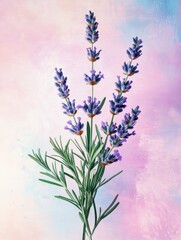 Fototapeta premium The natural elements include various herbs, leaves, and sprigs, such as eucalyptus, rosemary, lavender, and sage.