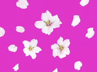 White flowers of the apple tree on a pink background