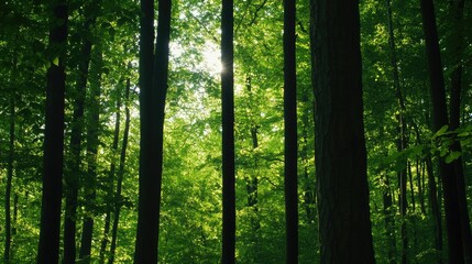 Obraz premium Sunlight streams through dense forest canopy, illuminating lush green leaves and tall tree trunks.