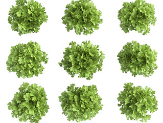 Obraz premium Aerial View of Nine Identical Leafy Plants Isolated On A White Background, PNG Transparent