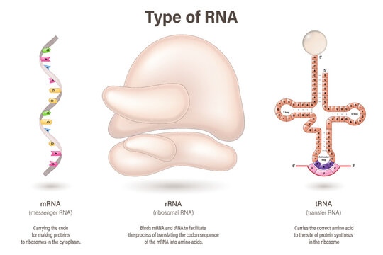 Types of RNA vector. Messenger RNA (mRNA), transport RNA (tRNA) and ribosomal RNA (rRNA).