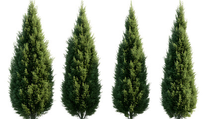 Thuja occidentalis frontal set Smaragd evergreen emerald green American Arbovitae bush shrub isolated png on a transparent background perfectly cutout
