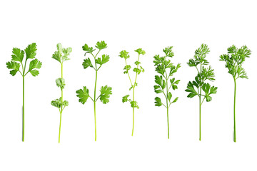 Obraz premium Collection of Cilantro and Similar Herb Sprigs Isolated On A White Background, PNG Transparent
