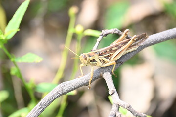 Grasshopper in the field. Its other names Schistocerca americana, American grasshopper, and American bird grasshopper. This is a species of  in the family Acrididae. It is native to North America.