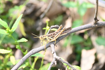 Grasshopper in the field. Its other names Schistocerca americana, American grasshopper, and American bird grasshopper. This is a species of  in the family Acrididae. It is native to North America.