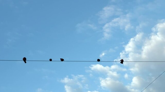 Pajaros en el cable