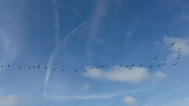 Aves en el cielo