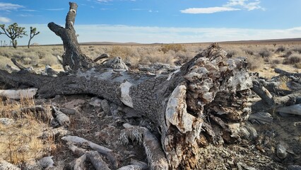Fallen tree trunk in desert landscape