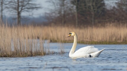 Graceful white swan gliding across a calm lake with a serene natural background © Anwar