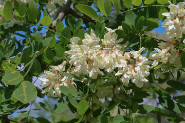 Weiße Blüten der Robinie, Falsche Akazie, Scheinakazie, Robinia pseudacadia
