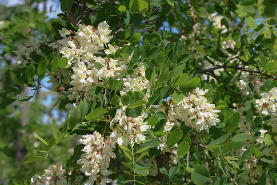 Wei&szlig;e Bl&uuml;ten der Robinie, Falsche Akazie, Scheinakazie, Robinia pseudacadia