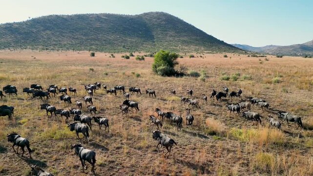 Wild Wildebeest At Pilanesberg National Park In North West South Africa. African Animals Migration. Wildlife Landscape. Pilanesberg National Park At North West South Africa. Big Five Animals.