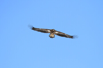 Immature White-Tailed Eagle Soaring Gracefully in Clear Sky, Kushiro, Hokkaido, Japan
