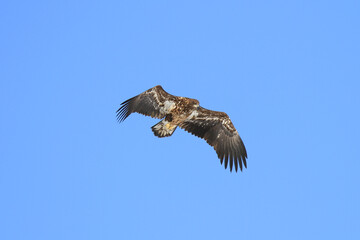 Immature White-Tailed Eagle Soaring Gracefully in Clear Sky, Kushiro, Hokkaido, Japan