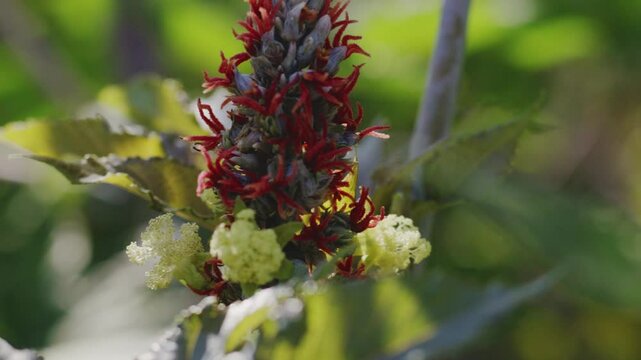 A close- up handled shot of a Castro flower with colourful Castro seeds on it, ready to grow in a bright sunny morning.