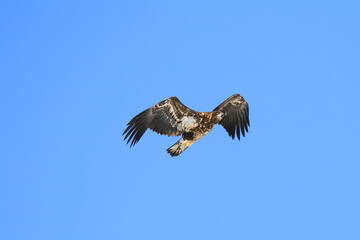 Immature White-Tailed Eagle Soaring Gracefully in Clear Sky, Kushiro, Hokkaido, Japan