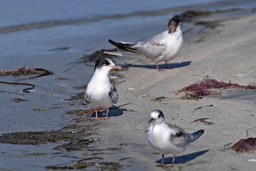 Juvenile Common Tern (Sterna hirundo), Greece