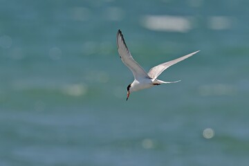 Obraz premium Juvenile Common Tern (Sterna hirundo), Greece