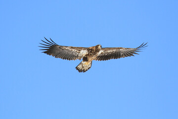 Immature White-Tailed Eagle Soaring Gracefully in Clear Sky, Kushiro, Hokkaido, Japan