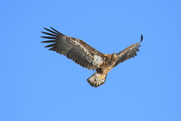 Immature White-Tailed Eagle Soaring Gracefully in Clear Sky, Kushiro, Hokkaido, Japan