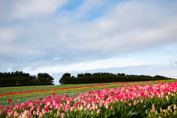 Tulip field