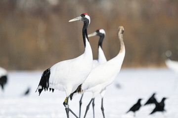 A Group of of Red-Crowned Cranes in a Snowy Setting