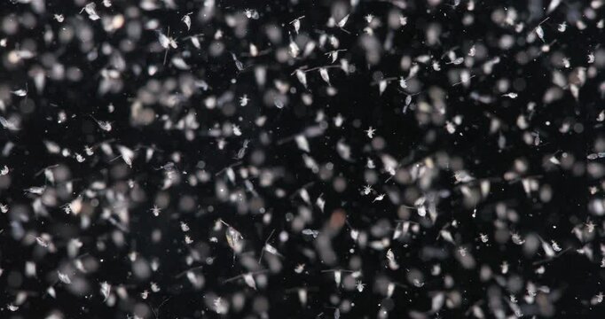 Various types of Copepoda and their larvae close up. Zooplankton and plankton of White Sea.