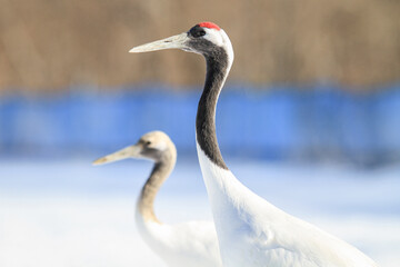 Close Up of Adult and Juvenile Red-Crowned Cranes in Winter, Kushiro, Japan