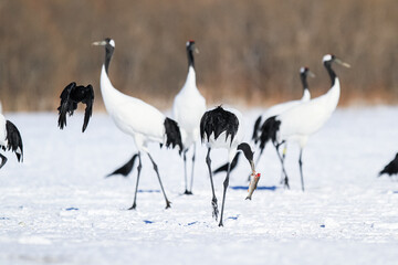 Red-Crowned Crane Eating Fish Among Other Birds in Snow, Kushiro, Japan