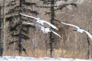 Red-crowned Cranes Taking Flight in Winter Air, Hokkaido, Japan