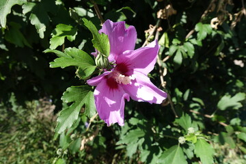 Bloom of pink Hibiscus syriacus in August