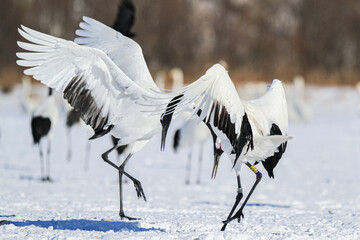 Red-Crowned Cranes Dancing in Snowy Landscape