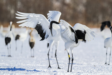 Red-Crowned Cranes Dancing in Snowy Landscape