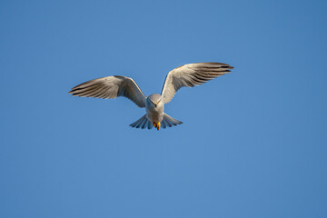 Obraz premium Graceful Black winged Kite Gliding in Blue Sky with Wings Outstretched