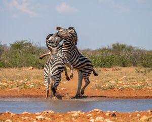 Two male zebras clash in a fierce battle for mating rights, their hooves striking dust-filled air...