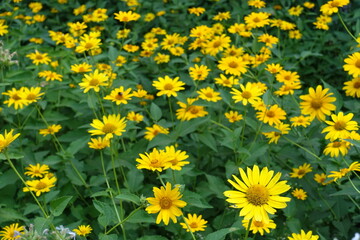 A lot of yellow flowers of Heliopsis helianthoides in mid July