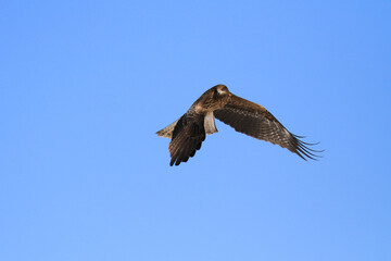Black Kite Soaring in a Clear Blue Sky, Hokkaido, Japan