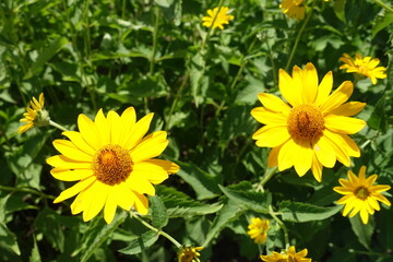 Closeup of yellow flowers of Heliopsis helianthoides in July