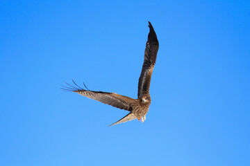 Black Kite Soaring in a Clear Blue Sky, Hokkaido, Japan